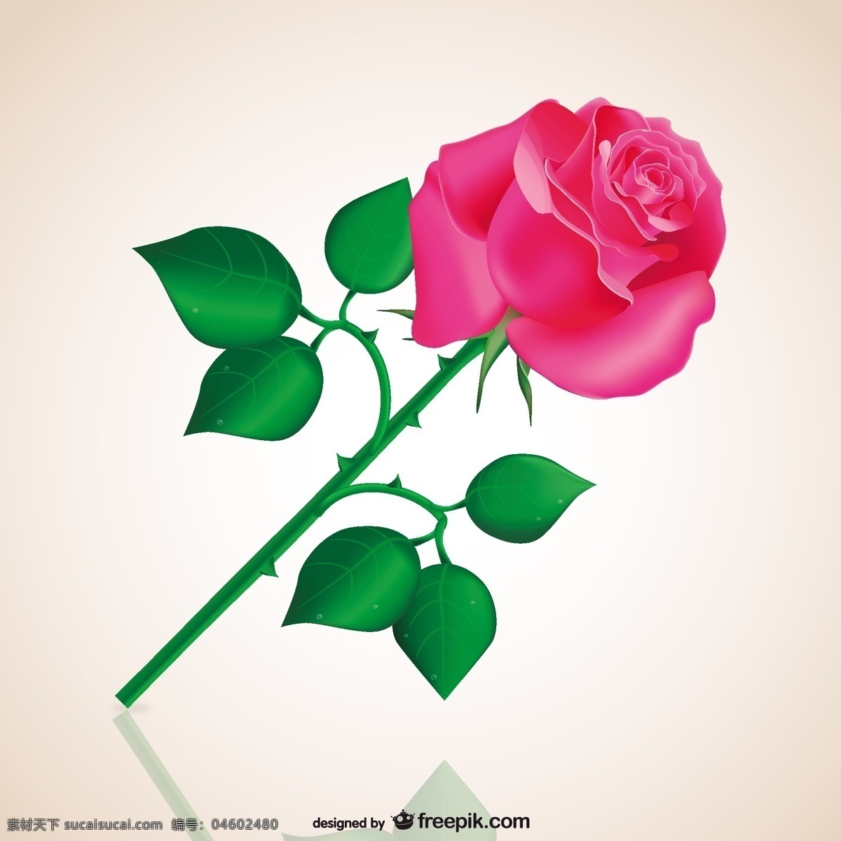 热情 粉红 玫瑰 花 爱情 情人节 浪漫的粉红色 粉红色的玫瑰 充满激情 白色
