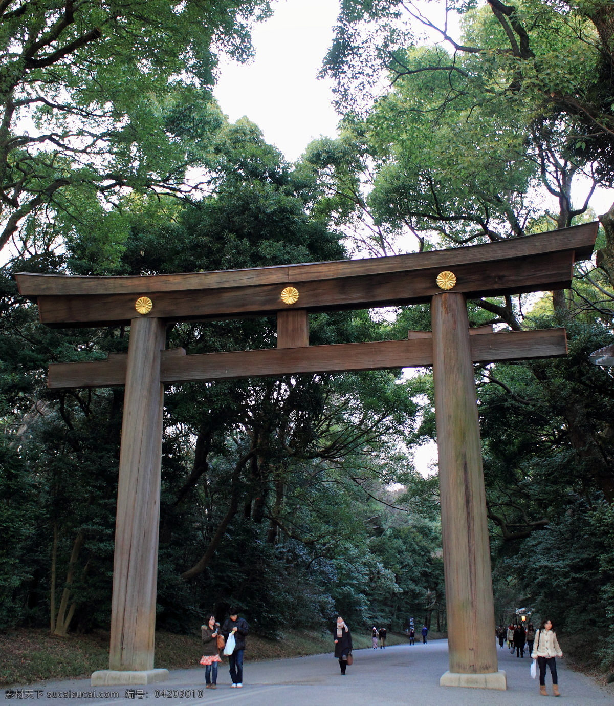 日本 明治神宫 鸟居 鳥居 明治神宮 廟宇 樹林 攝影 庙宇 树林 国外旅游 旅游摄影