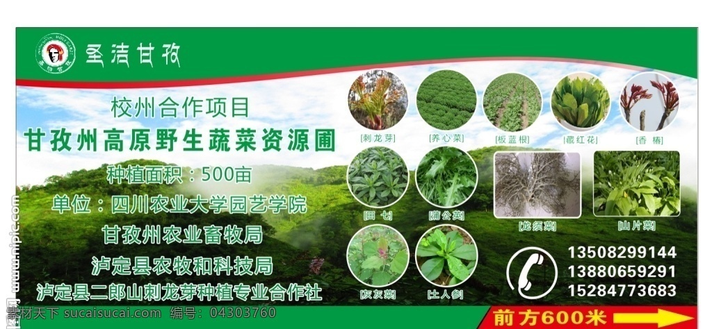蔬菜展板 野菜 蔬菜 logo 标志 宣传 野菜基地 国内广告设计