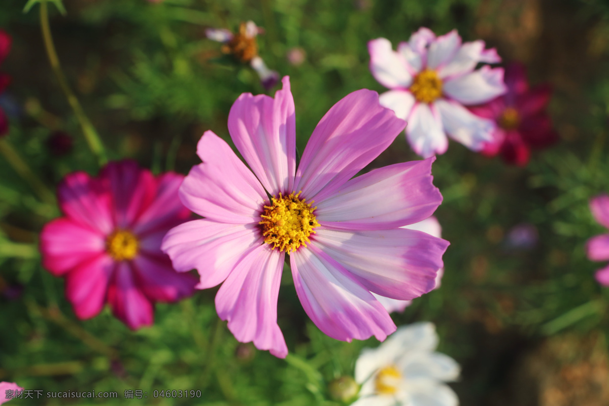 秋英 波斯菊 花海 小花 花瓣 微距 特写 生物世界 花草