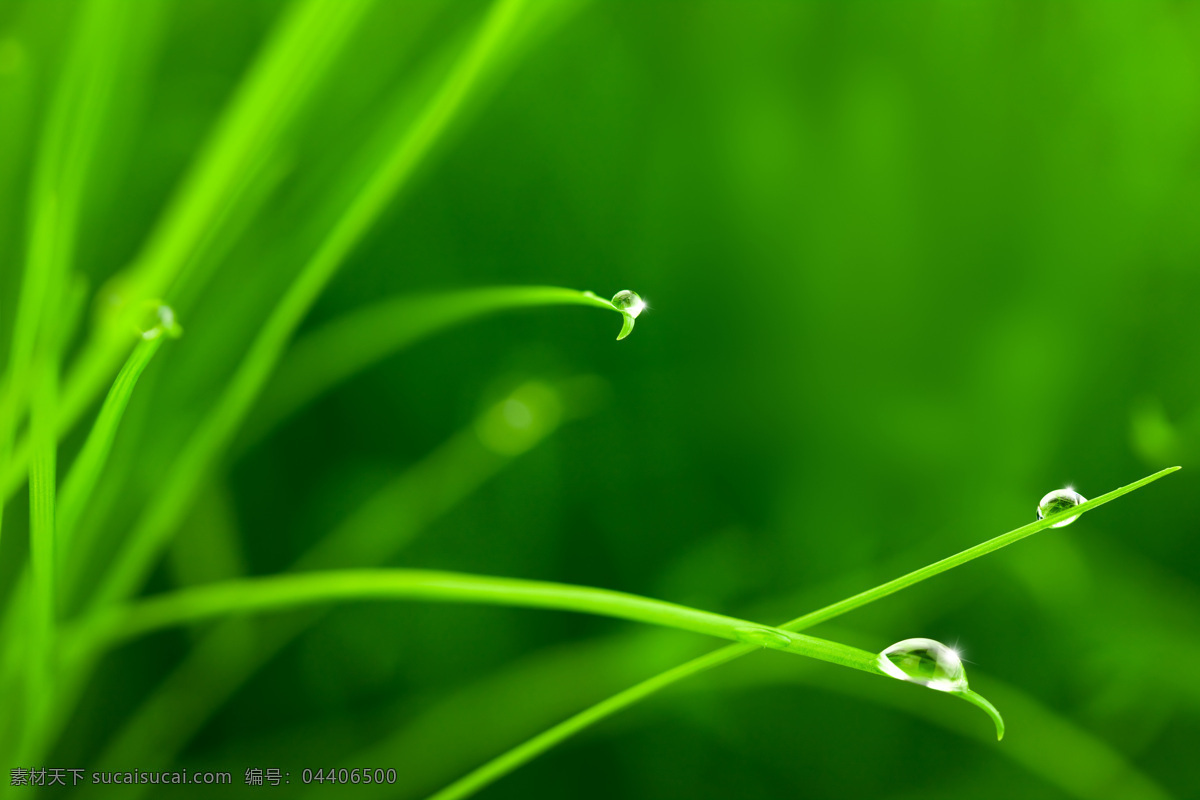 绿色植物摄影 绿叶 植物 梦幻背景 绿色 其他类别 生活百科
