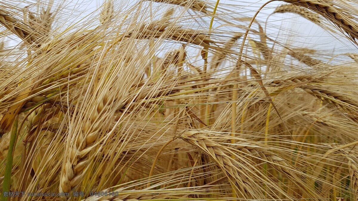 成熟小麦 金黄小麦 麦子 麦穗 庄稼 农作物 谷物 五谷 粮食 五谷杂粮 自然景观 山水风景