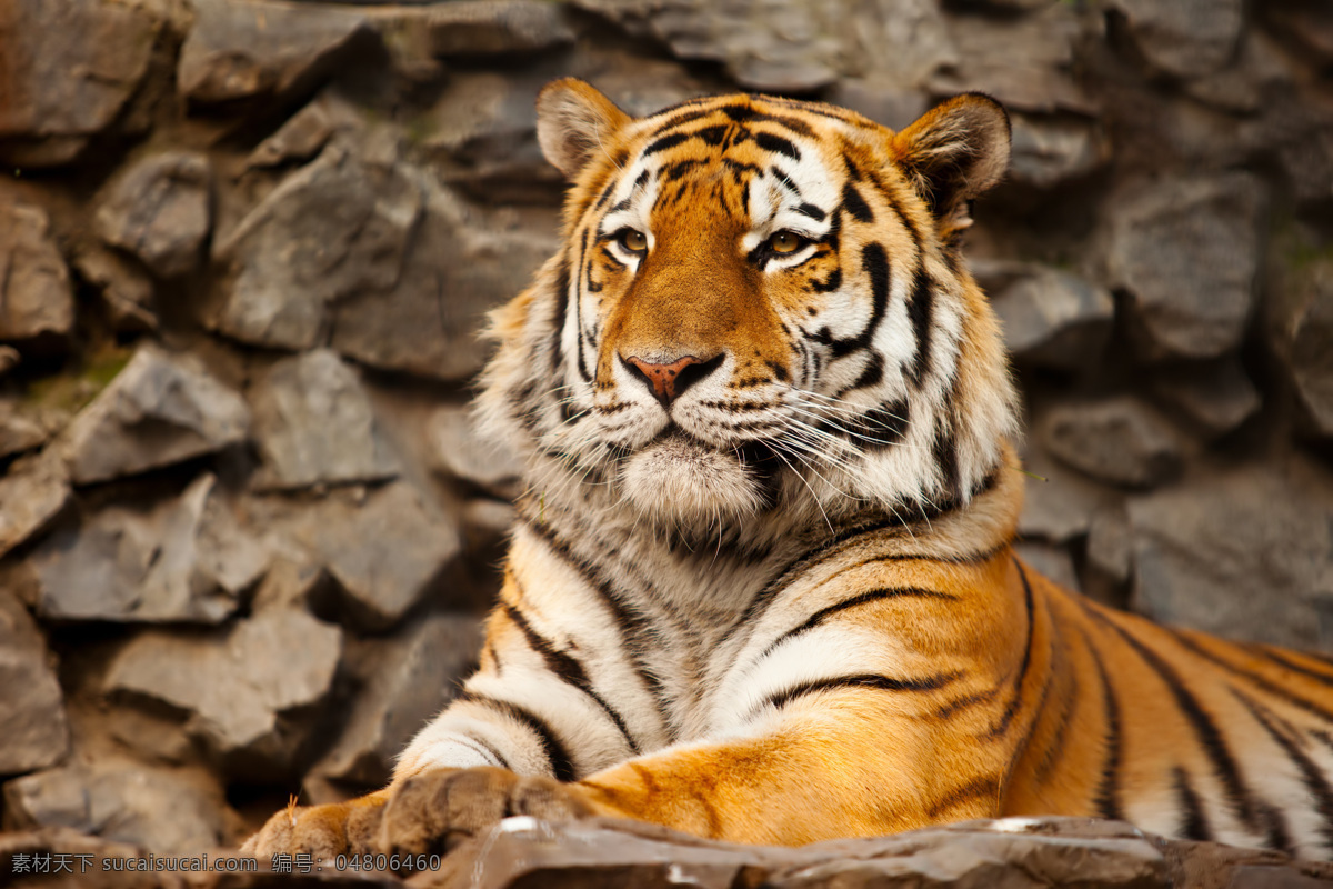 趴 老虎 虎 动物摄影 动物世界 陆地动物 生物世界