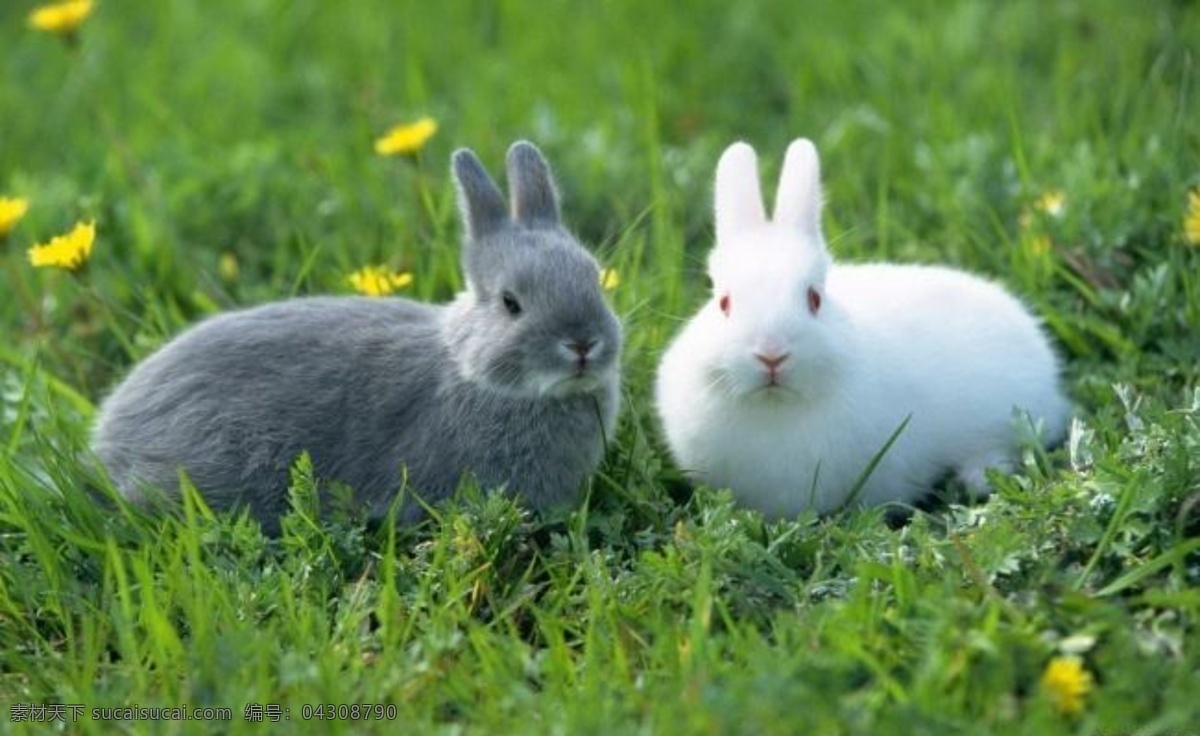 兔子插画 兔妈妈 手绘兔妈妈 兔子 可爱 可爱的兔子 可爱小兔子 小白兔 萌宠 小宝贝 小可爱 灰兔 肉兔 野兔 兔肉 家养宠物 家兔 矢量兔子 卡通小白兔 生活素材 旅游摄影 自然风景
