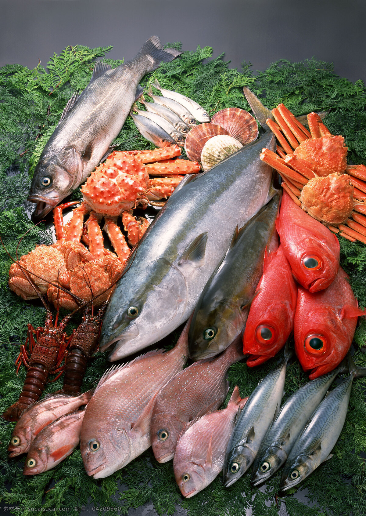 餐饮美食 高清图片 海鲜素材 海洋生物 海鱼 摄影图库 摄影图片 鲜 鱼类 海鲜食材 游水海鲜 新鲜海鲜 海洋资源 食物原料 印刷图片 生物世界