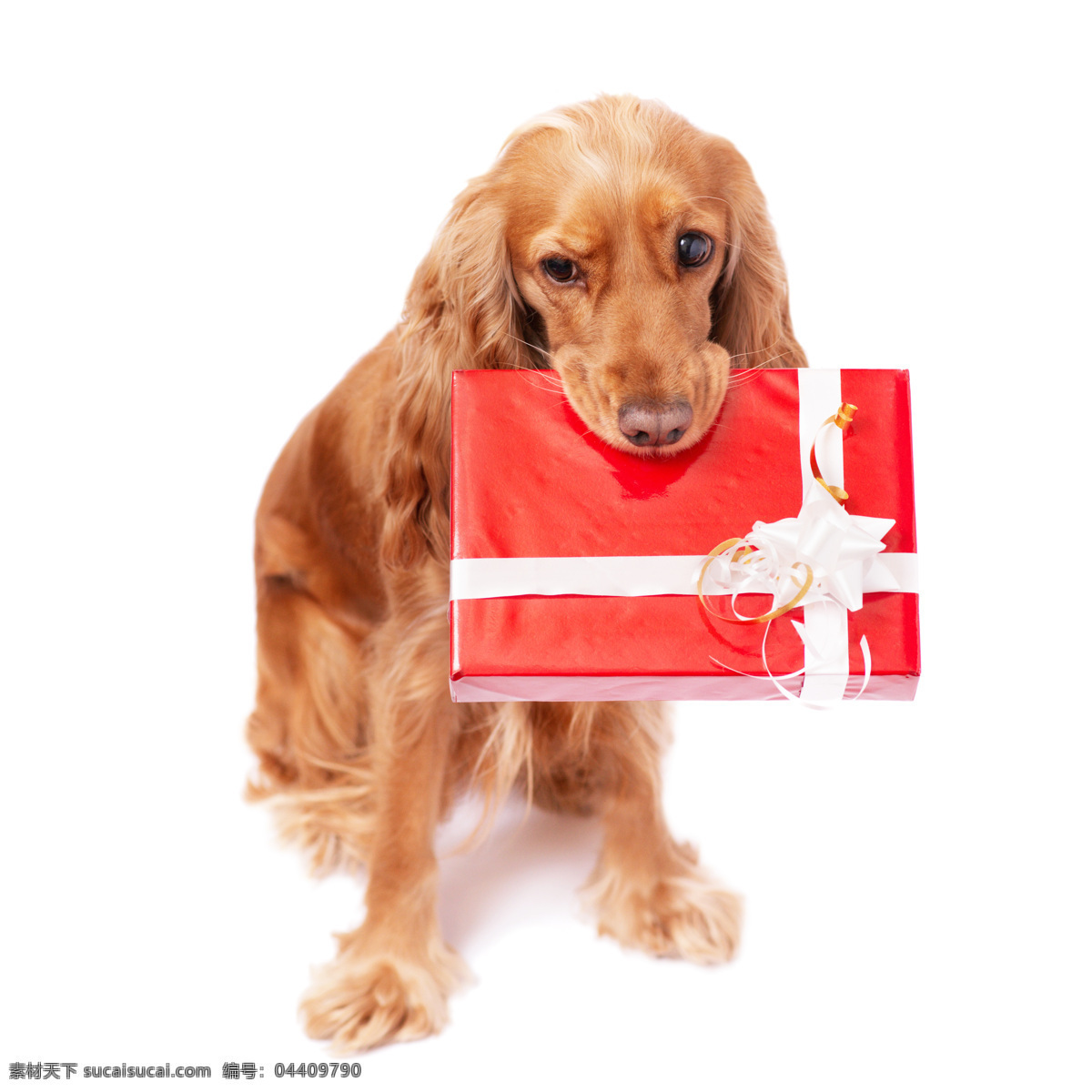 礼物盒与小狗 礼物盒 小狗 圣诞动物 动物 圣诞节 陆地动物 生物世界 白色