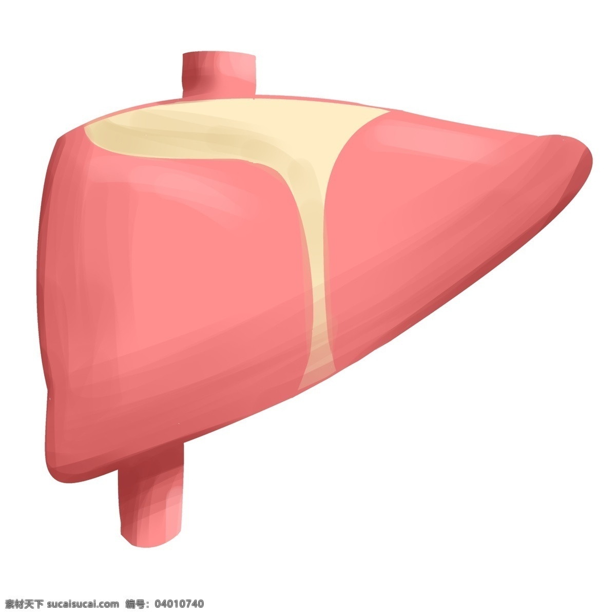 人体 器官 内脏 插画 五脏心 五脏 人体器官插画 肝脏器官 心肝 脏器 肺部 心血管