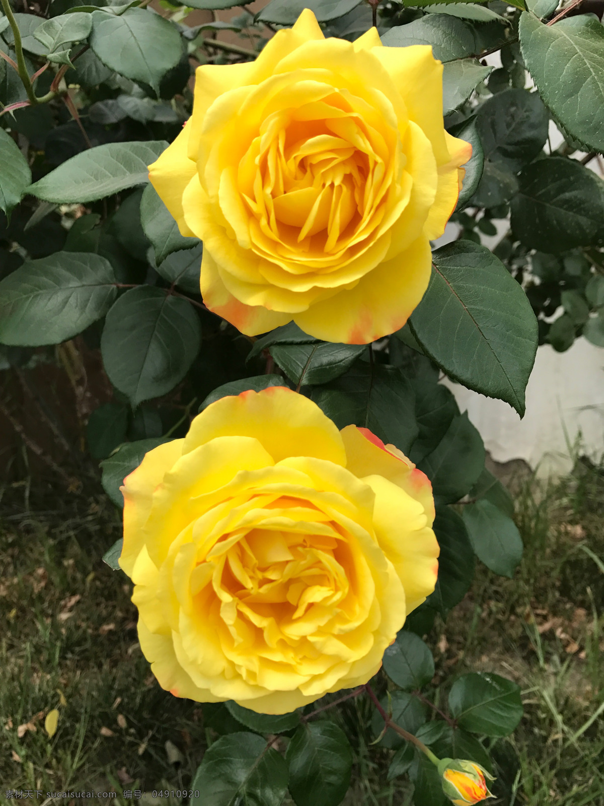 两朵月季 月季 花圃 花墙 黄花 花朵 生物世界 花草