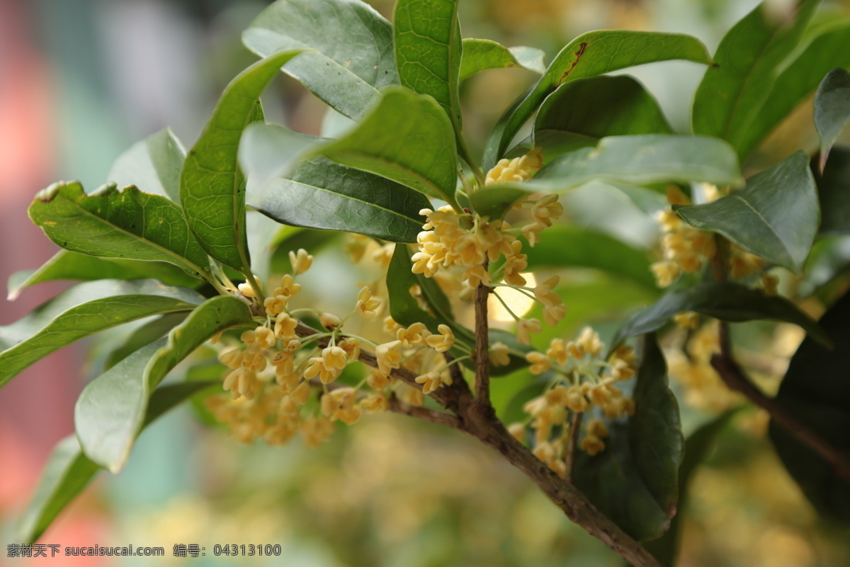 桂花 桂树 银桂 植物 黄色花 绿叶 风景 桂花树 金秋桂花香 岩桂 丹桂 园林景观 绿化景观 桂花金桂 生物世界 花草