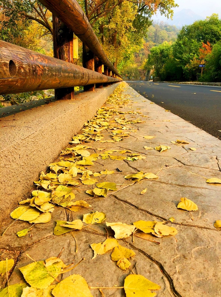 树叶 黄色树叶 秋 秋天落叶 叶子 摄影图片 自然景观 自然风景