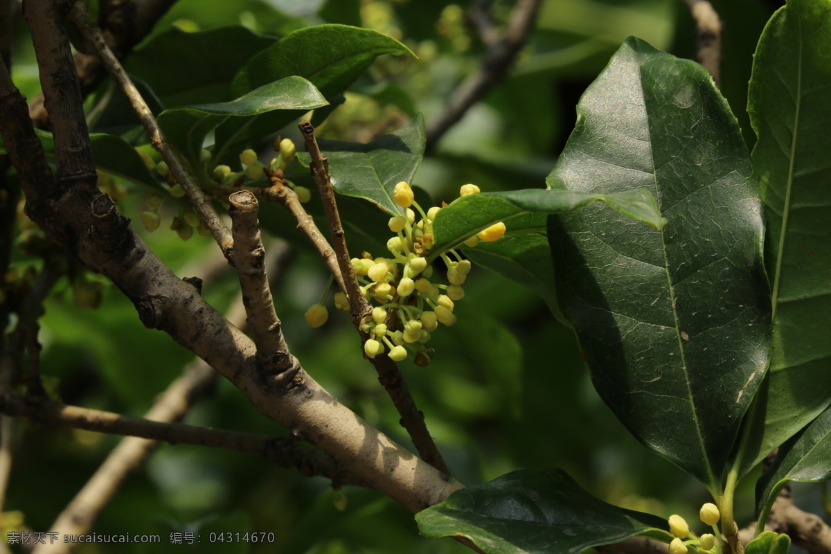 桂树 金桂 植物 黄色花 绿叶 风景 桂花树 金秋桂花香 岩桂 丹桂 园林景观 绿化景观 桂花金桂 生物世界 花草