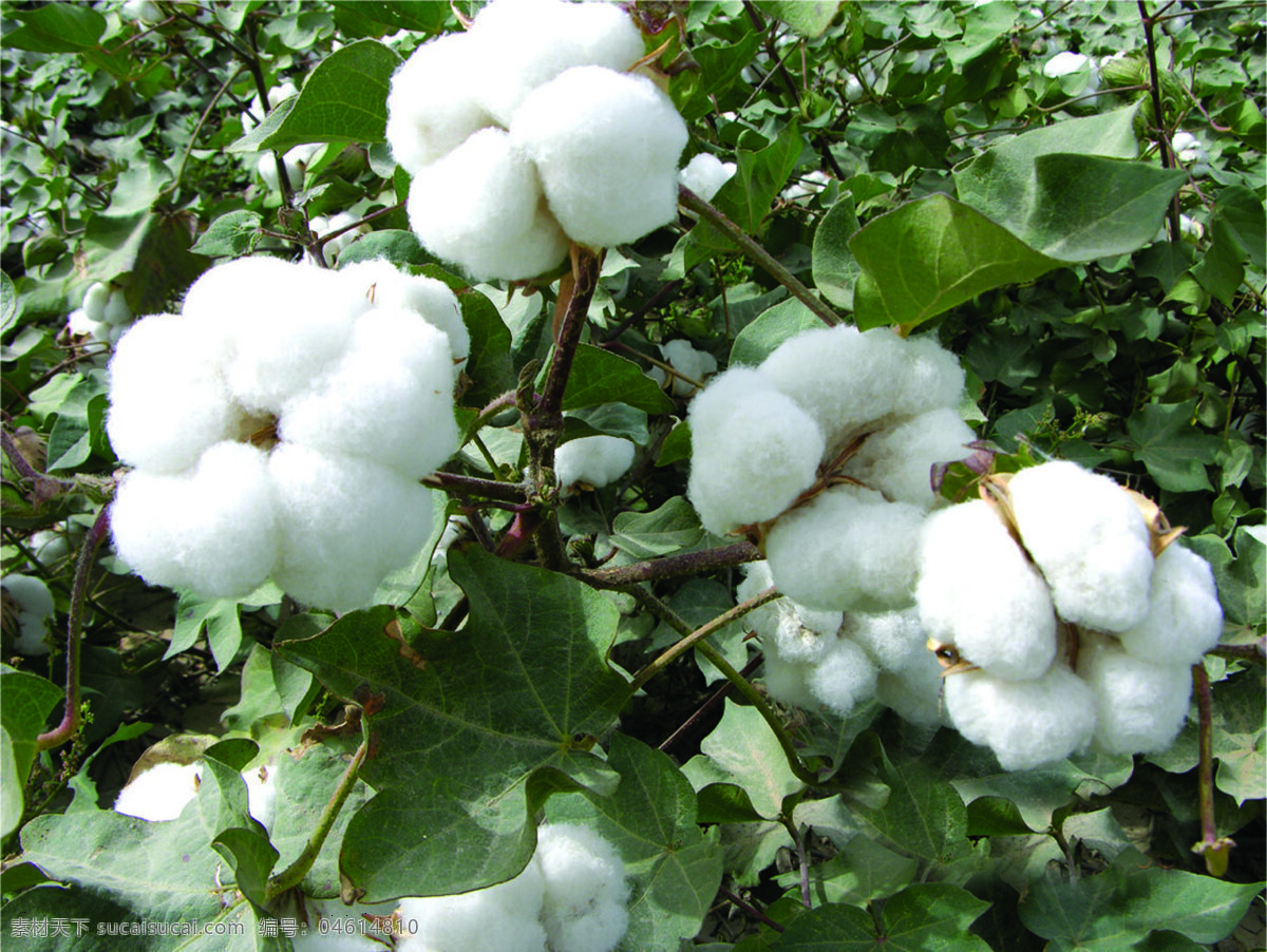 棉花免费下载 白棉花 棉朵 棉花地 开白花 大棉桃 生物世界