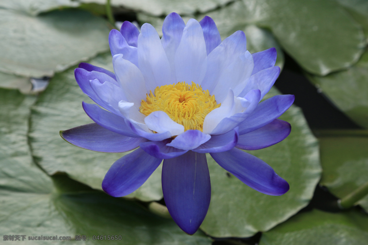 盛开 睡莲 莲花 荷叶 植物花朵 花卉 美丽鲜花 漂亮花朵 鲜花摄影 花草树木 生物世界