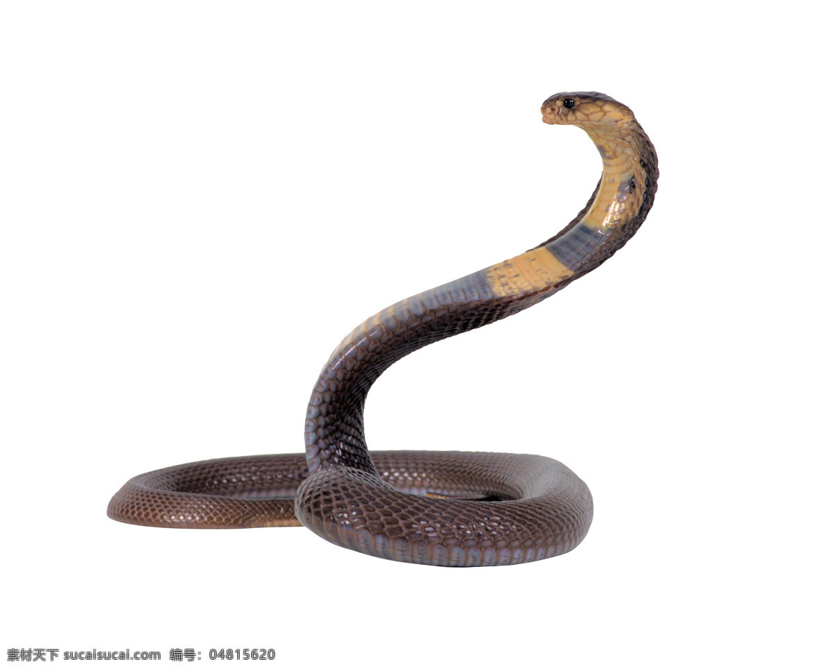 眼镜蛇 蛇 爬行动物 冷血动物 毒 野生动物 生物世界