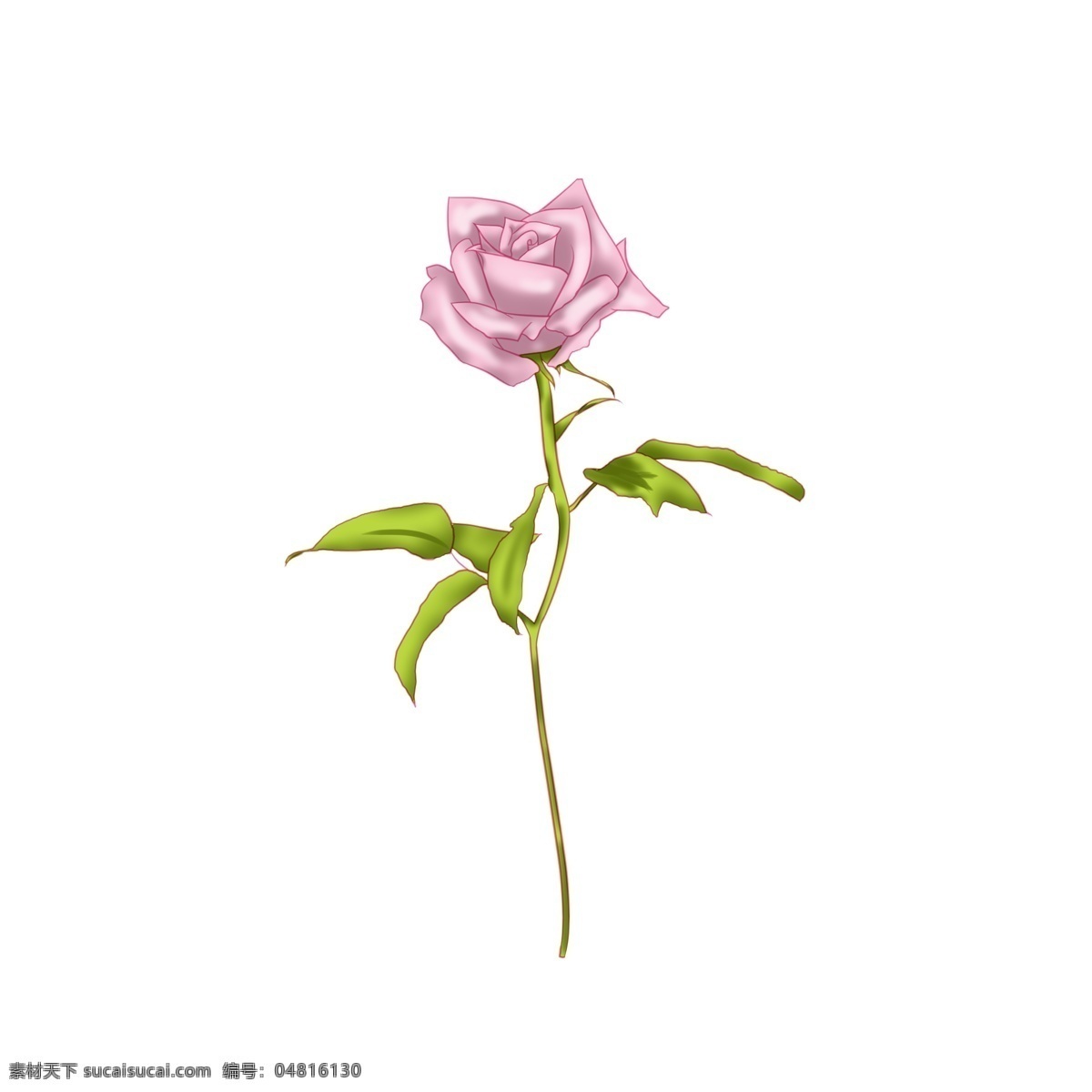粉色 带刺 玫瑰花 插画 粉色玫瑰花 手绘玫瑰花 一枝花 花卉 带刺的玫瑰 情人节 绿色的叶子