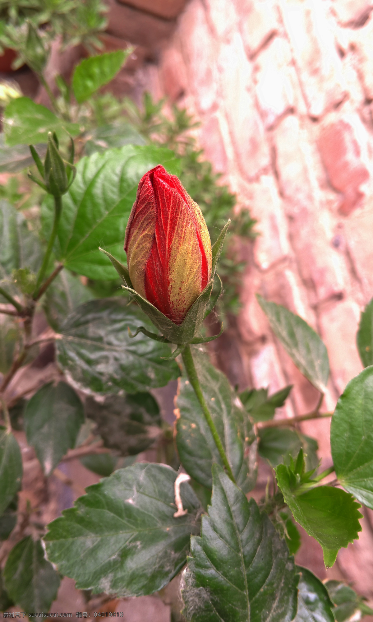 含苞待放红花 花骨朵 一颗小花 花朵 待放鲜花 花草 摄影图 生物世界