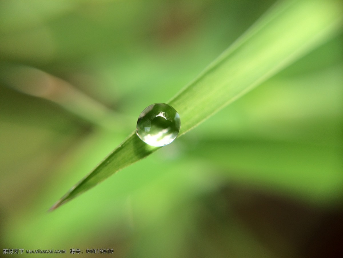 小草 水珠 露珠 阳光 绿色 花卉 生物世界 花草