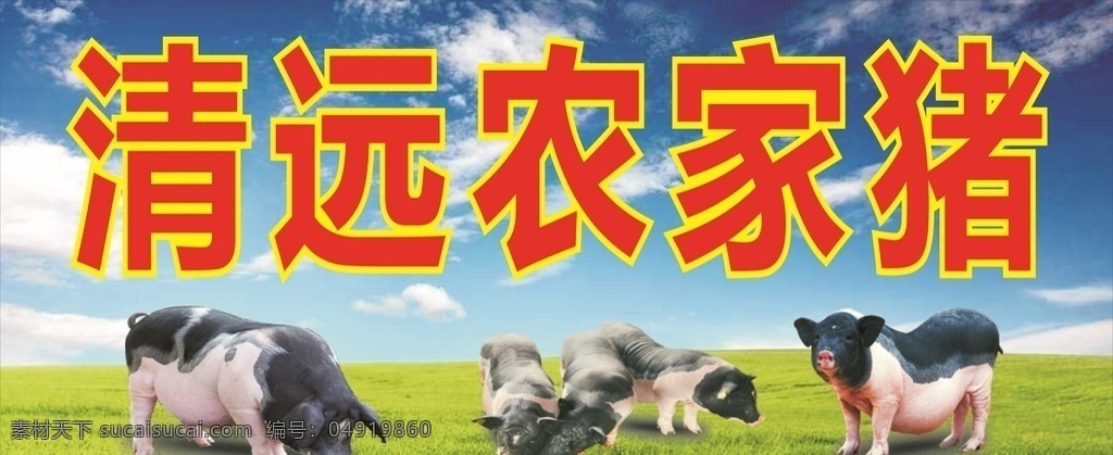 农家土猪 清远农家猪 土猪宣传 肥猪土猪 健康土猪肉