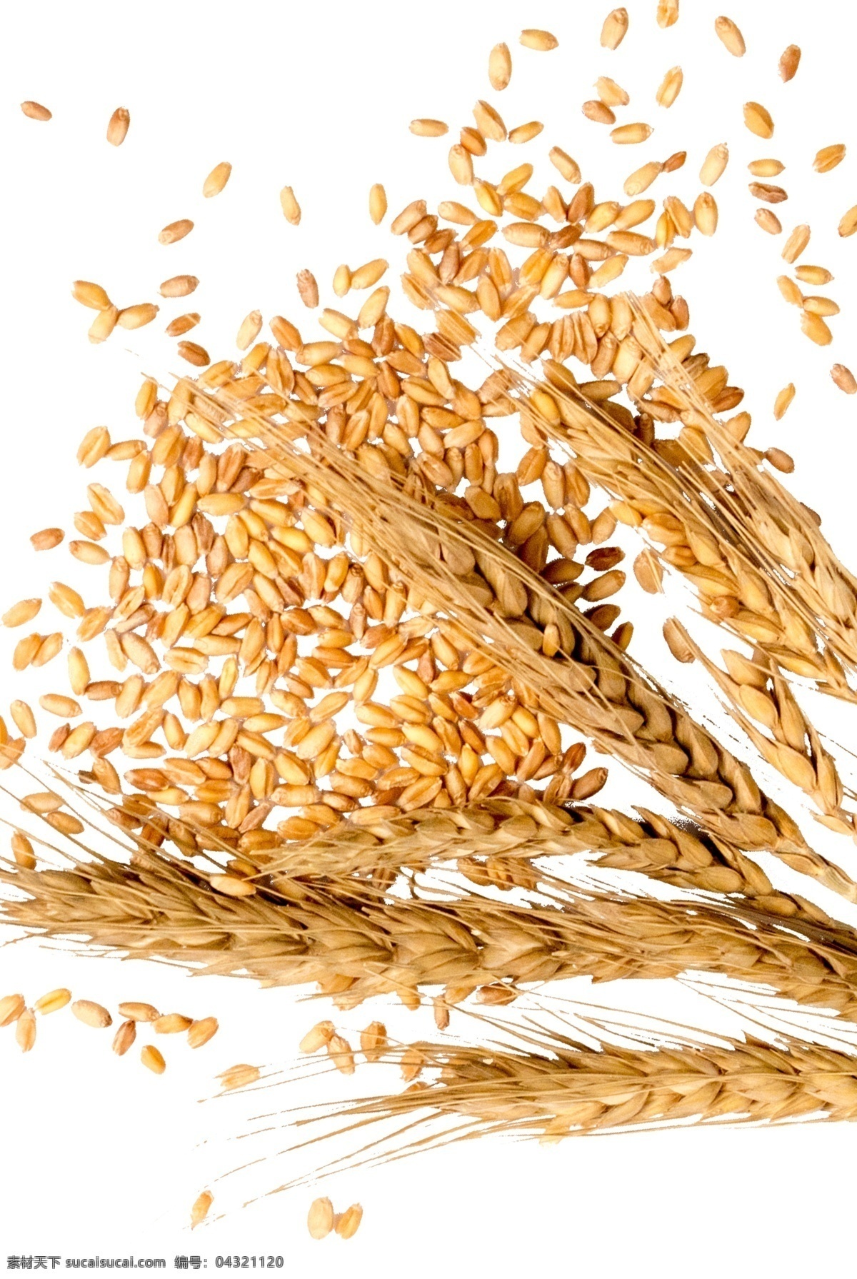 麦穗麦粒图片 麦穗 麦粒 麦子 大麦 小麦 分层