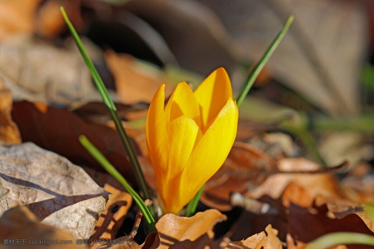 藏红花 花 黄色 春天 春天的花 开花 盛开 早布卢默 春天的预兆 生物世界 花草
