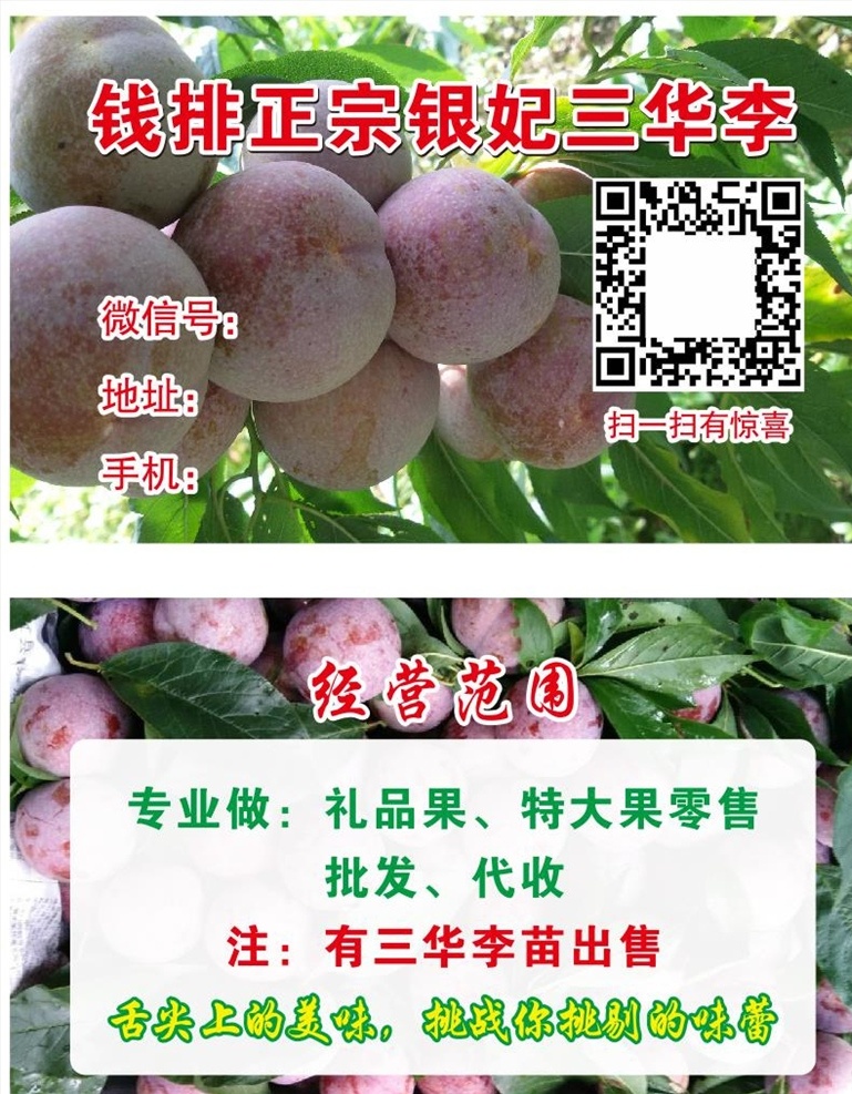 李子 李果 三华李 水果 生果 三华李名片 钱排三华李 三华李海报 名片卡片