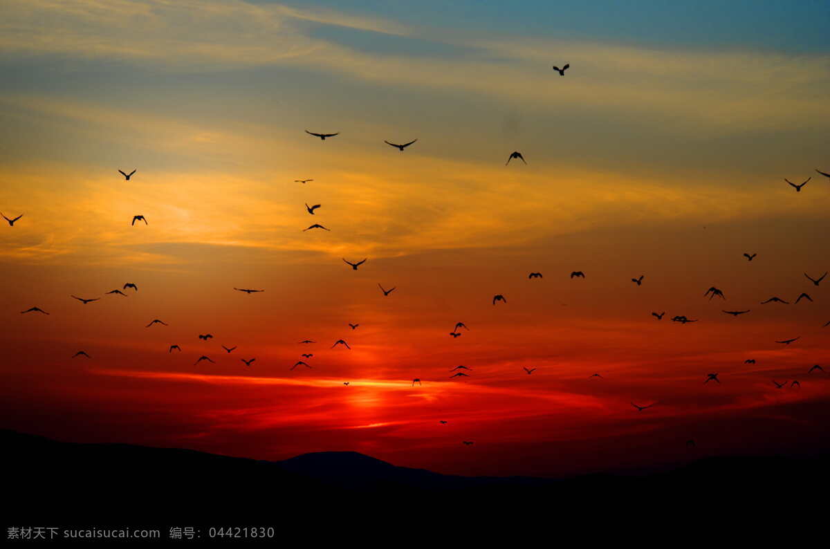 夕阳 日落 背景 风景 实景图 晚霞 鸟群 鸟 自然景观 自然风景