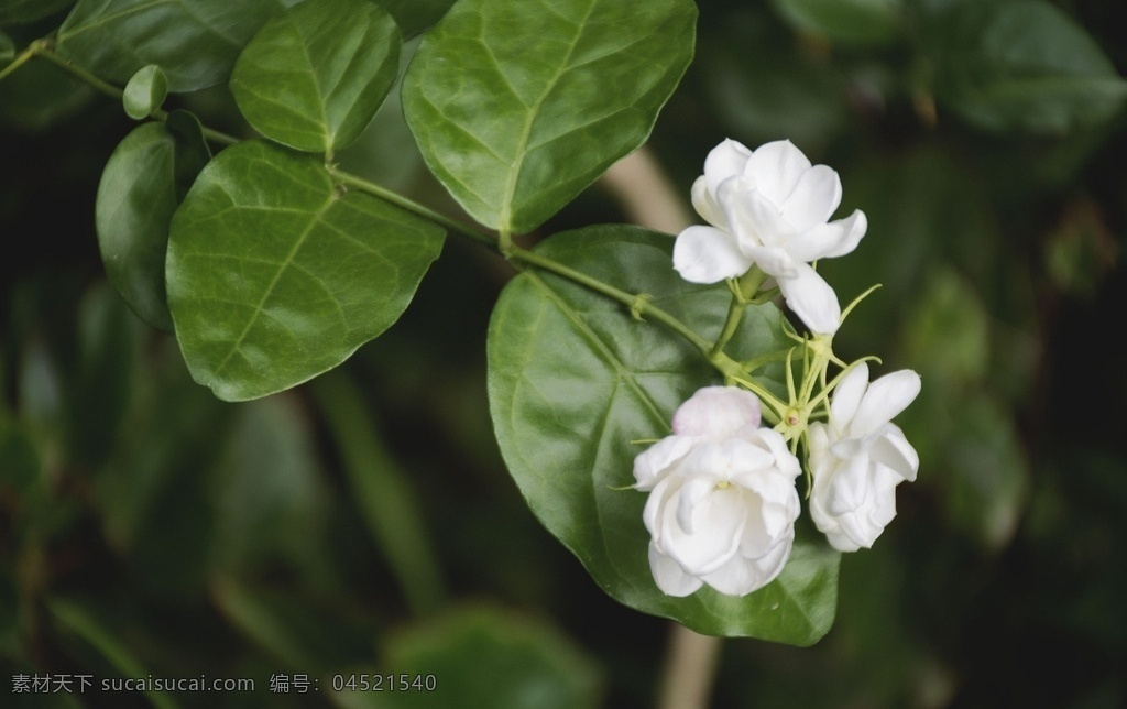 中草药图谱 茉莉花 中草药 图谱 照片 植物 花卉 茉莉 花草 观赏植物 药用植物 人与自然 生物世界