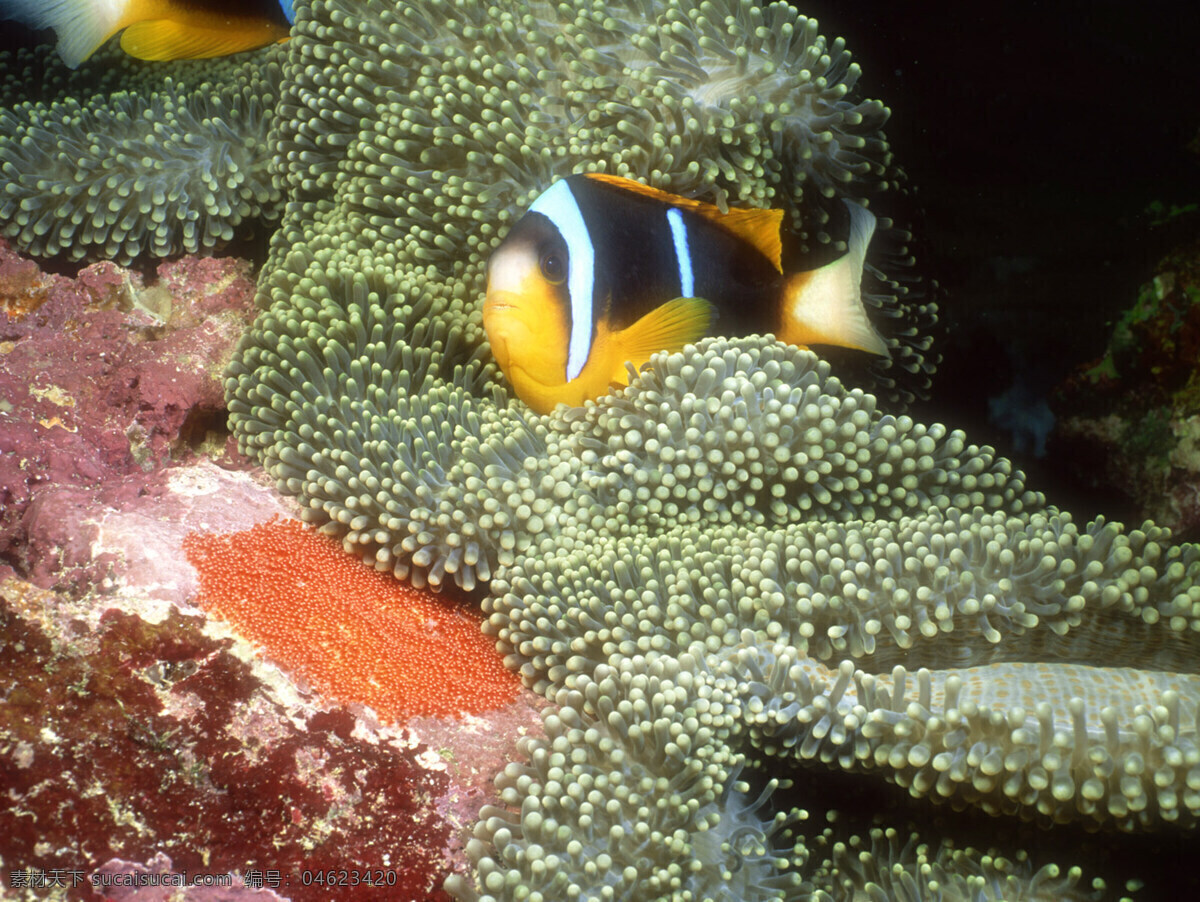 海洋生物 海底世界 海洋 礁石 生物世界 鱼 鱼类 珊蝴礁石 珊蝴 海底景色