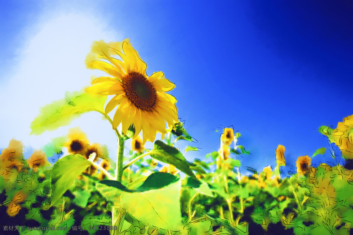 向日葵 太阳 生物 希望 向日葵村 日本 北海道 花草 生物世界