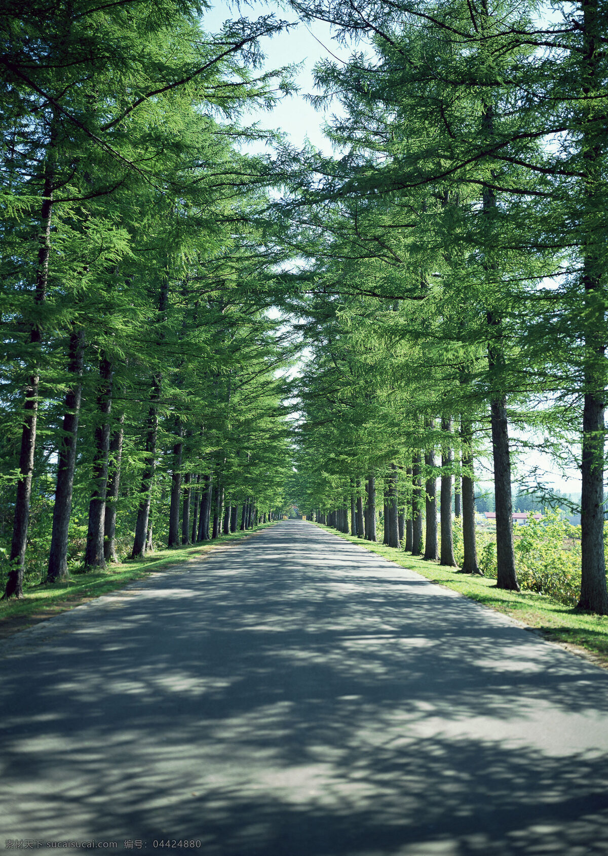 户外公路美景 公路 美景 阴凉 树木 绿色 乡村风采 自然景观 自然风景