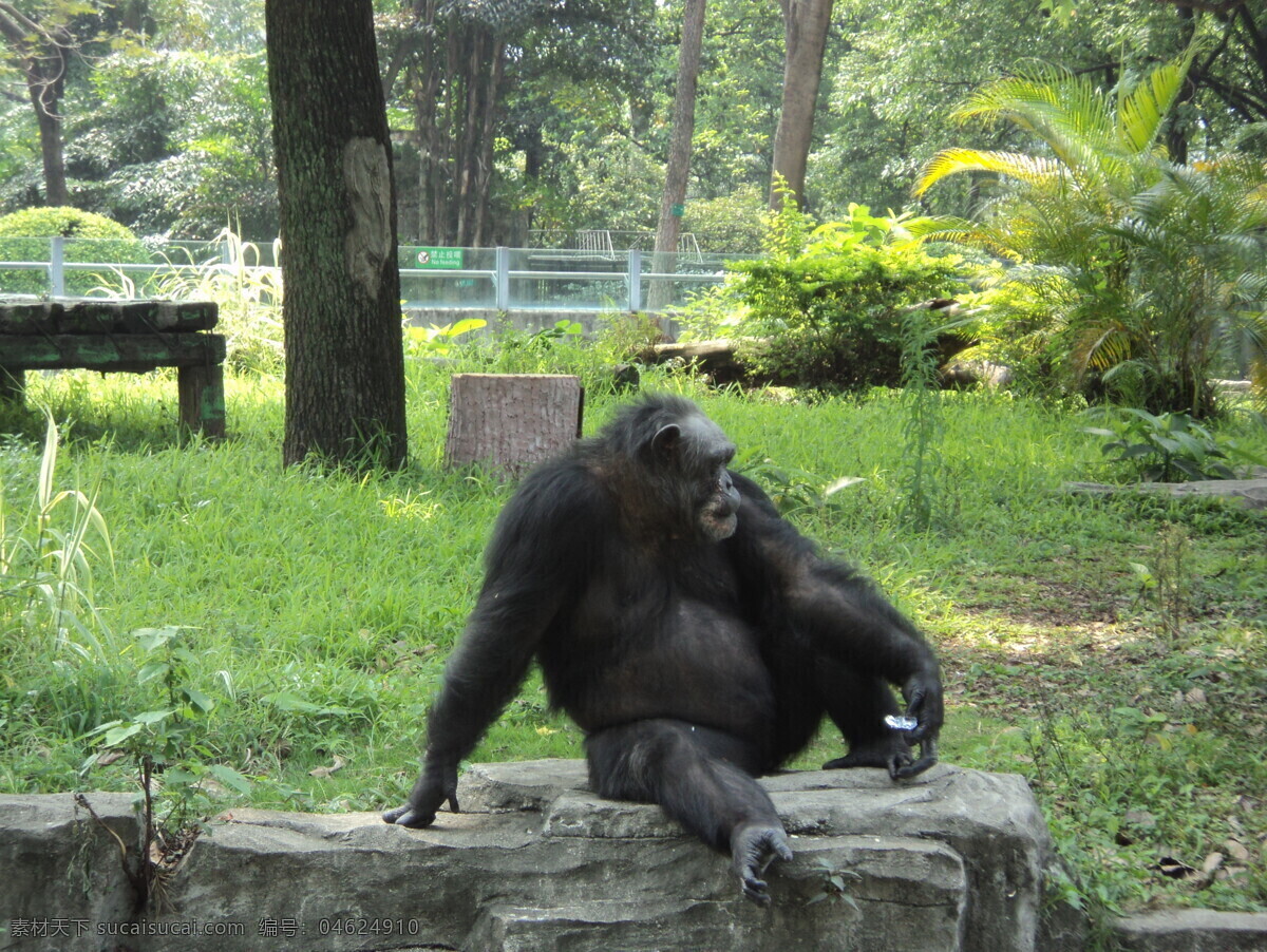 动物园大猩猩 猩猩 动物园 坐姿 酷猩猩 黑猩猩 生物世界 野生动物