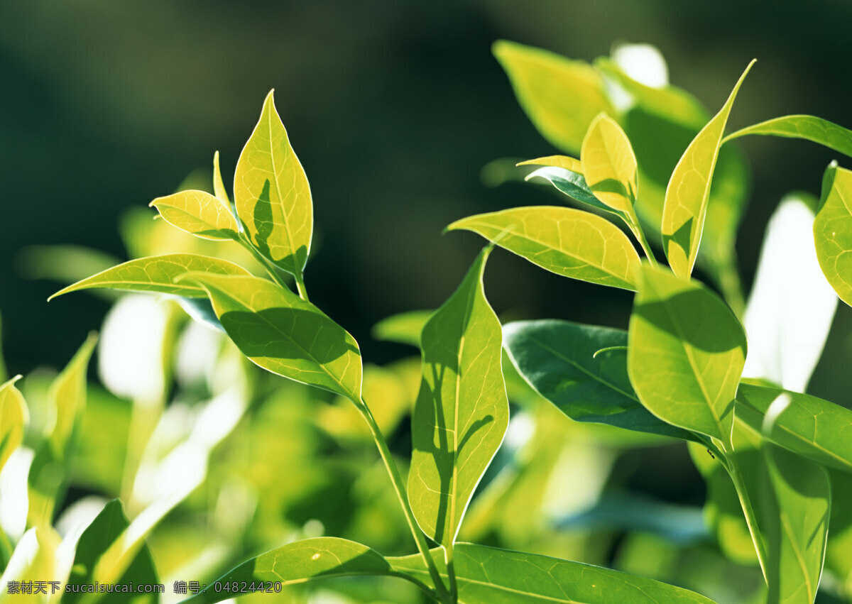 绿叶 树叶 绿色 新鲜 清新 叶子 绿意 树木树叶 生物世界 植物 春天 绿色环境 高清图片 花草树木