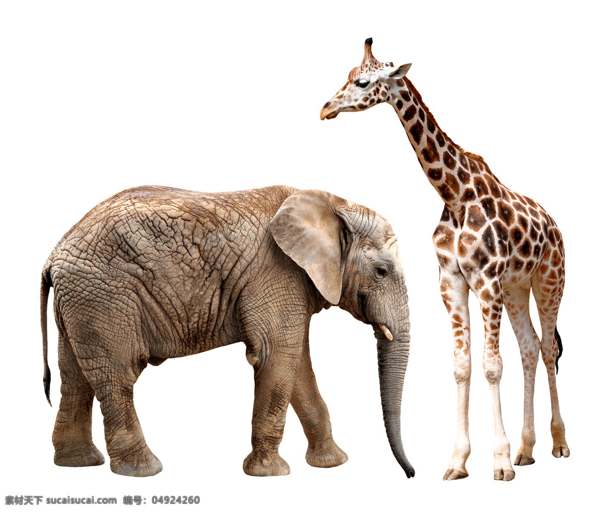 大象 长颈鹿 动物世界 野生动物 动物摄影 陆地动物 生物世界