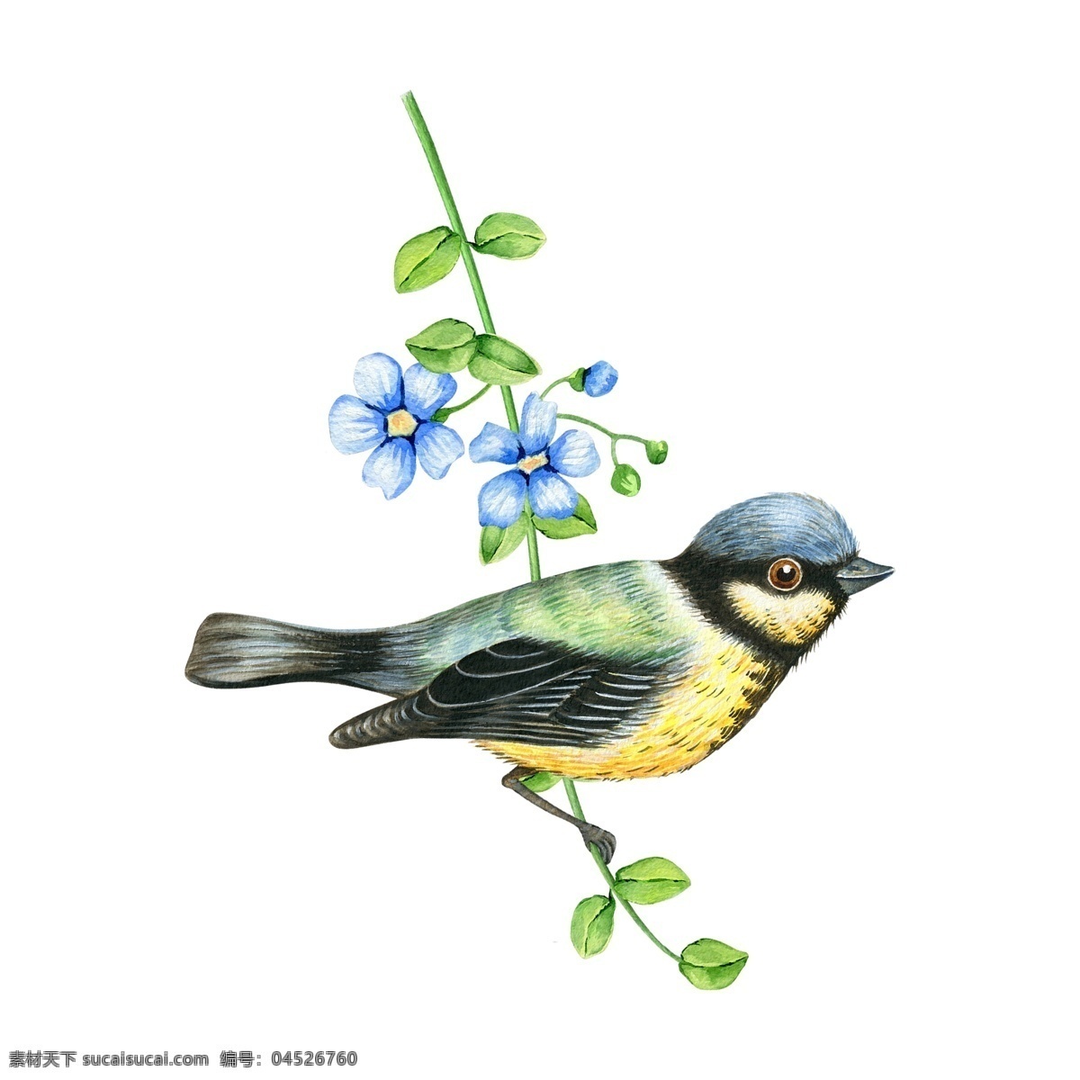 水彩 花枝 上 小鸟 装饰 免 抠 图 叶子 浪漫 装饰图案 免扣素材 透明素材