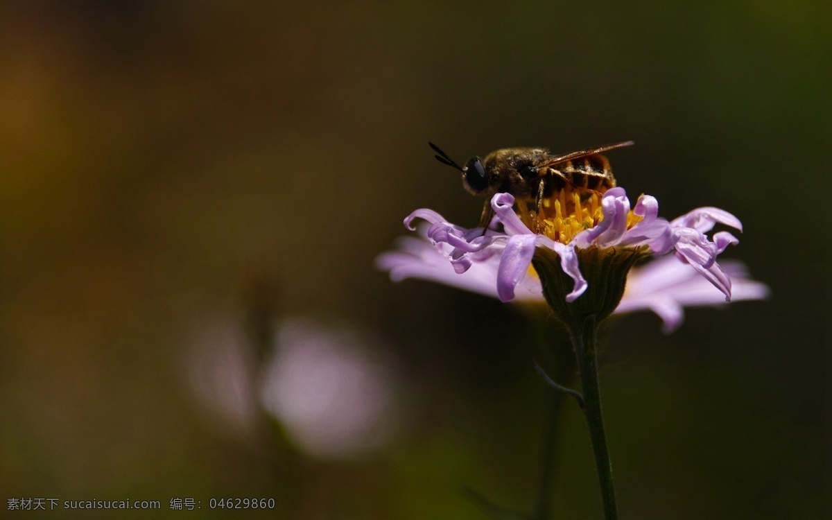 紫色小雏菊