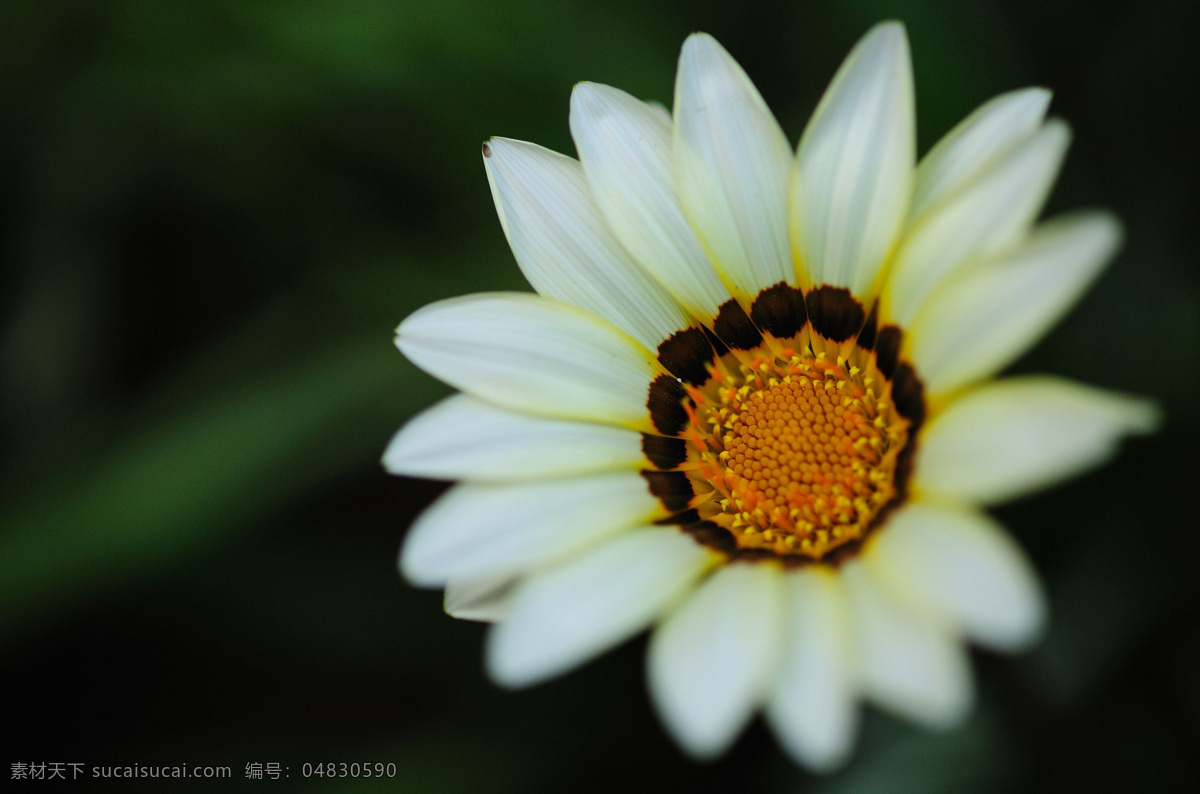 位图免费下载 服装图案 花朵 数码照片 位图 植物摄影 写实花卉 面料图库 服装设计 图案花型