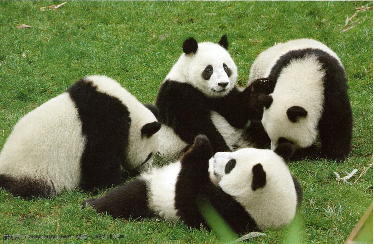 熊猫 四川熊猫基地 国宝 大熊猫 国家级保护 四川 生物世界 野生动物