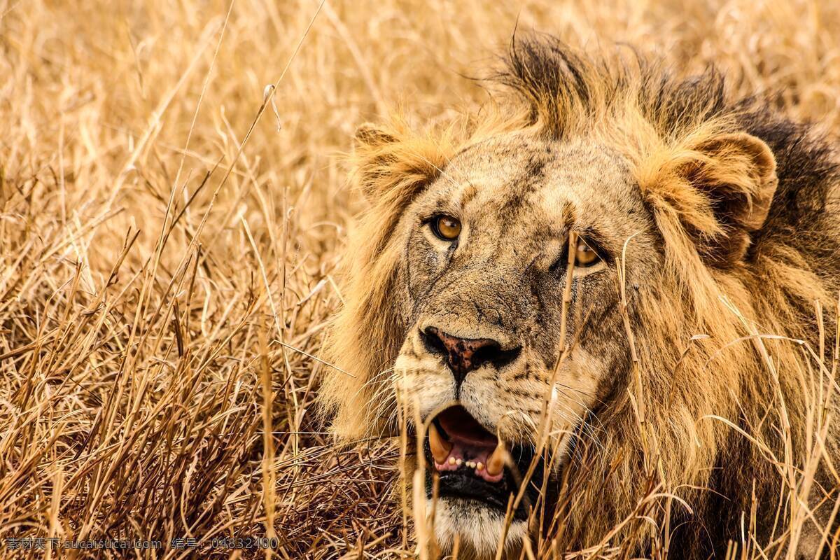 捕食 危险 鬃毛 大猫 动物园 非洲 动物 雄狮 狮子王 草原 王者 霸气 草原王者 生物世界 野生动物