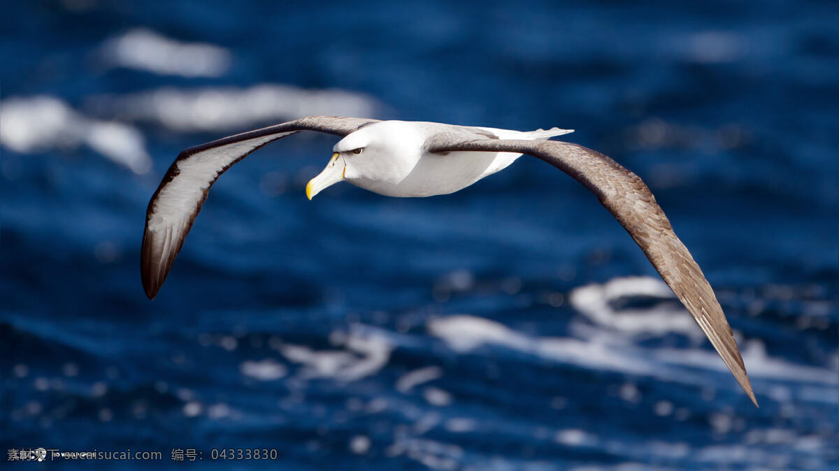 海鸟 海鸥 动物 鸟 飞翔 蓝色
