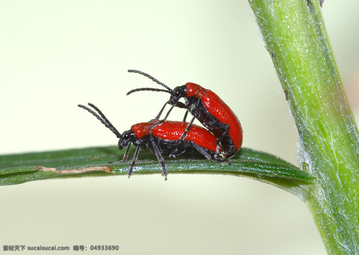 交配 昆虫 动物摄影 动物世界 昆虫世界 生物世界 白色