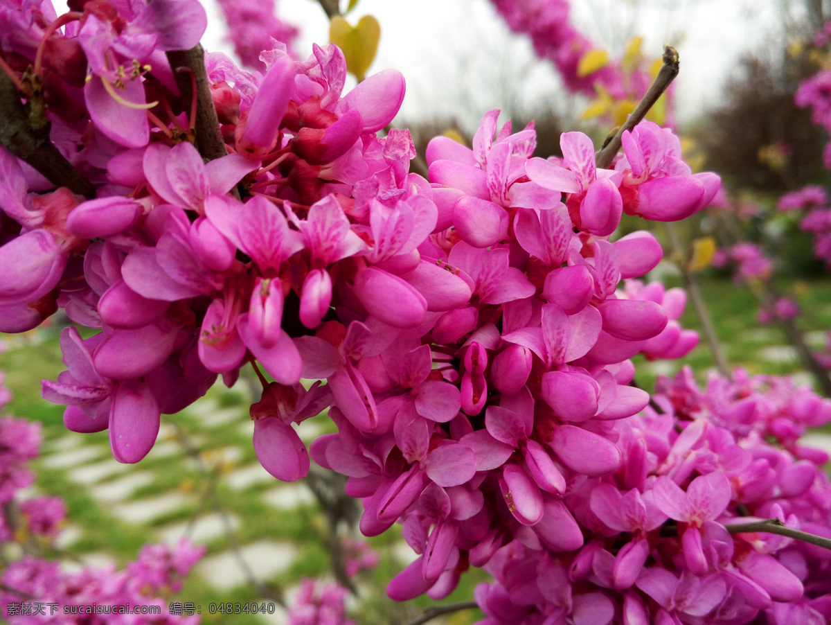 紫荆花 紫荆 公园风景 园林风景 园林绿化 花朵 红花 花草 植物 树木 生物世界