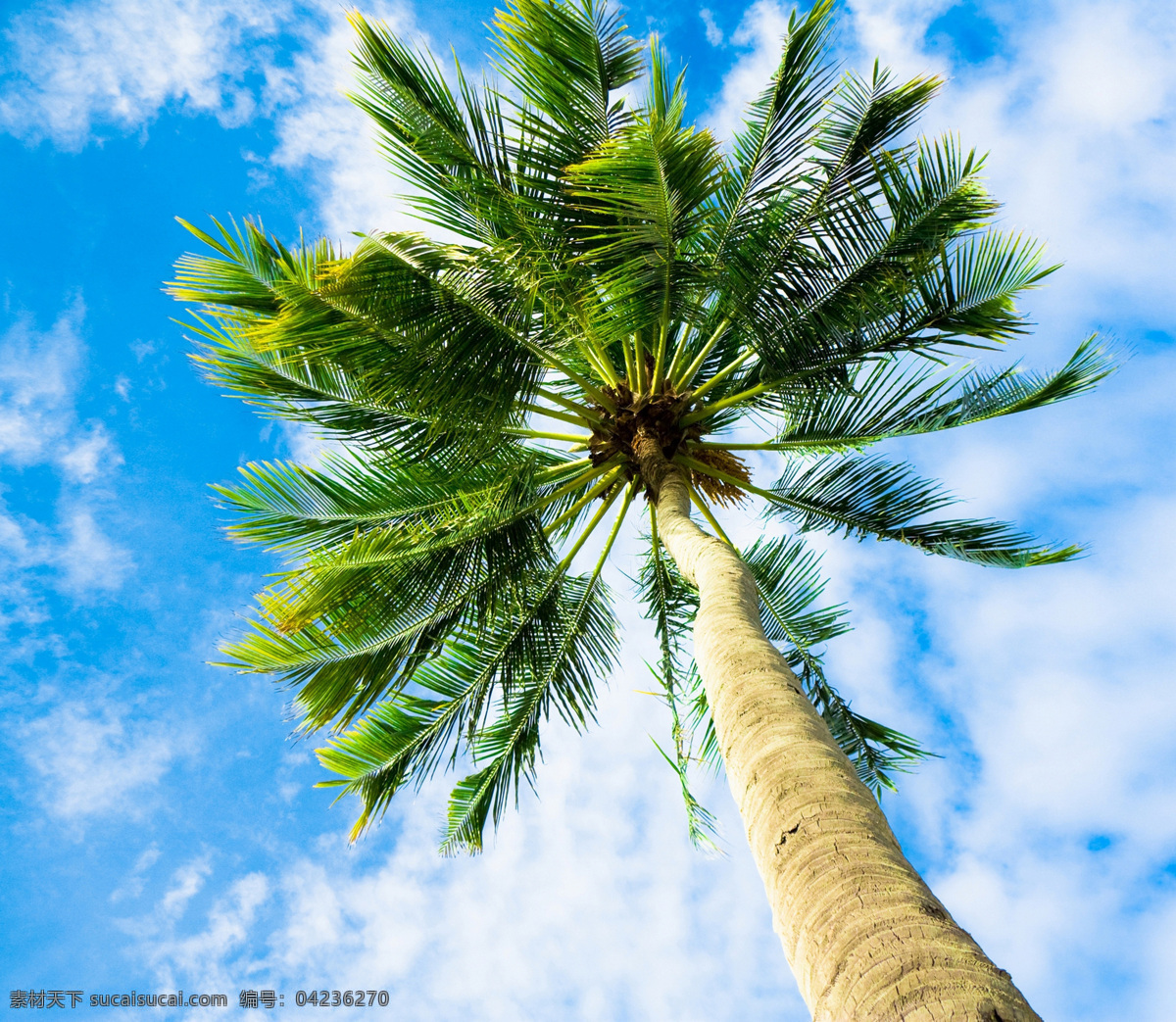 棕榈树 大自然 树 椰树 绿色 大树 蓝天白云 海边 树木树叶 生物世界