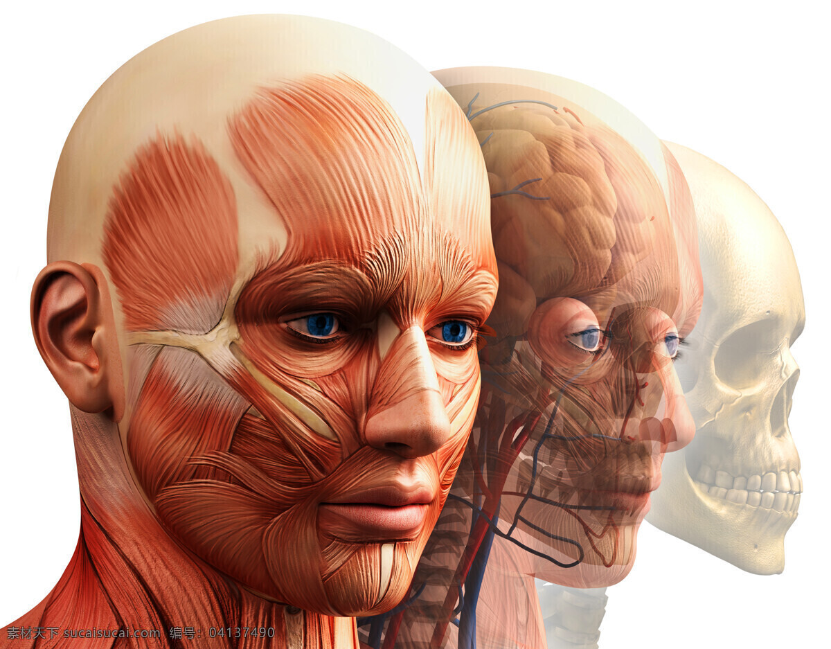 面部肌肉展示 面部肌肉 人体面部肌肉 肌肉展示 肌肉示意图 肌肉结构图 肌肉结构 面肌 生活百科 医疗保健