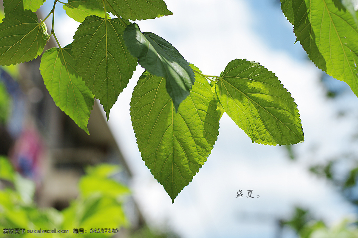 盛夏 夏天 剩下 叶子 阳光 绿色 幻觉 树木树叶 生物世界