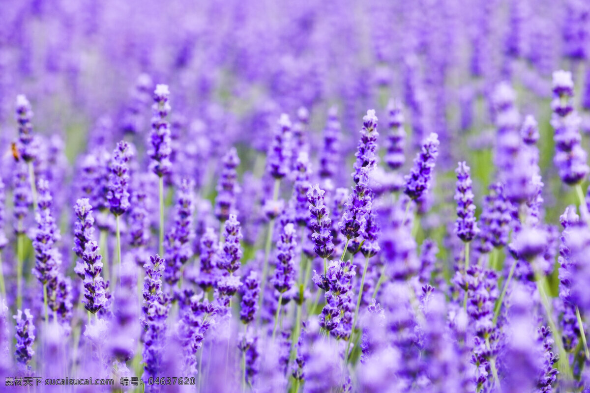 薰衣草 紫色 花朵 花卉 一片 花草 生物世界