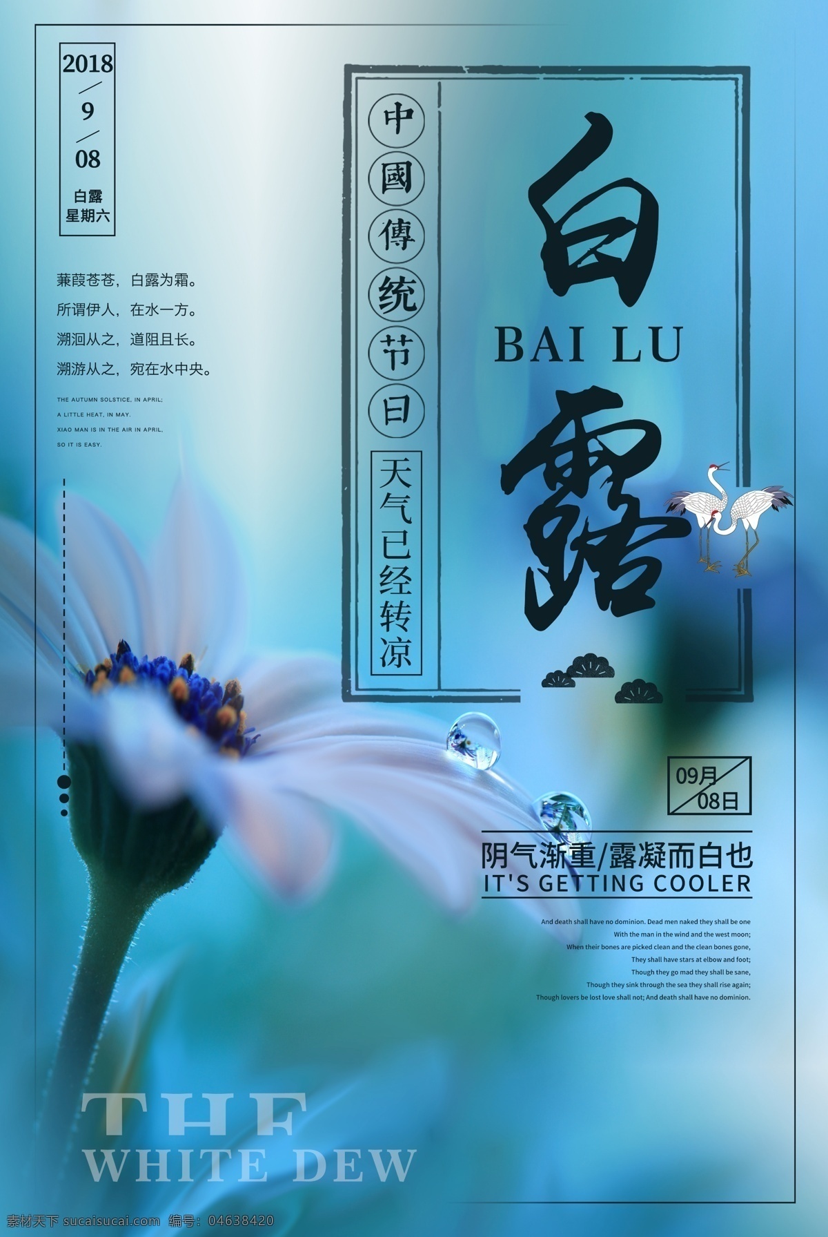 唯美 背景 二十四节气 白露 海报 唯美背景 节气 白鹭 节气海报 传统节气 白露海报