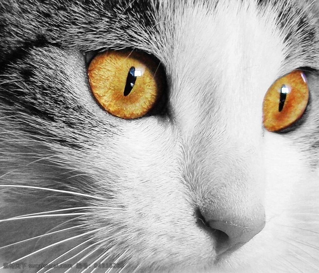 猫咪 壁纸 动物 自然 猫 瞳孔 胡须 特写 黑白 宠物 共享 图 天地 灵宠 生物世界 家禽家畜