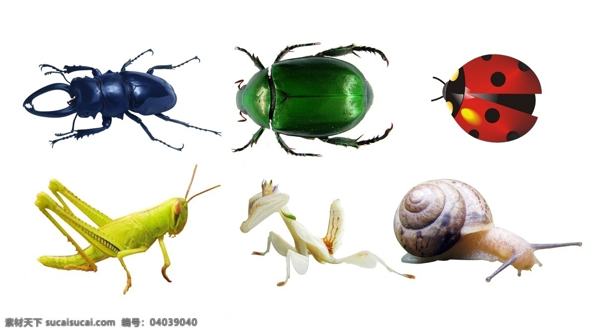 昆虫分层插画 昆虫 ps分层 蚂蚱 蜗牛 害虫