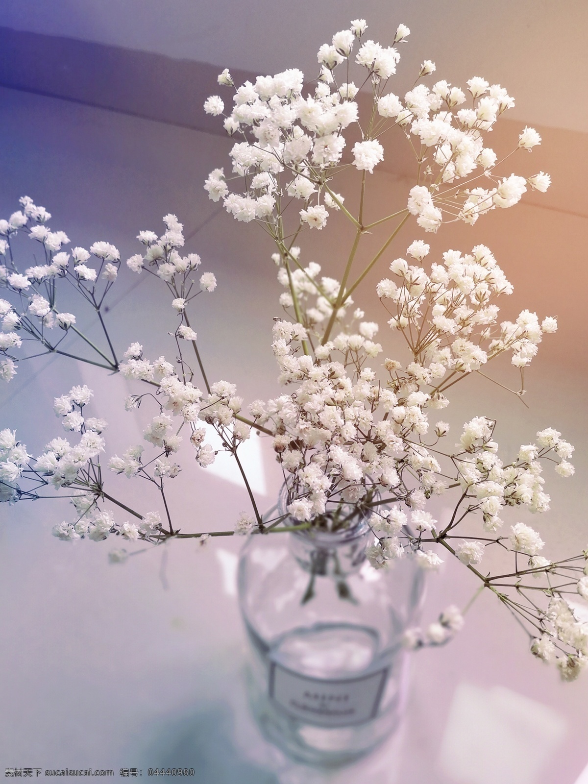 满天星 花 鲜花 花朵 白色花 花香 植物 鲜艳 灿烂 花草 美丽的花 花草集 生物世界