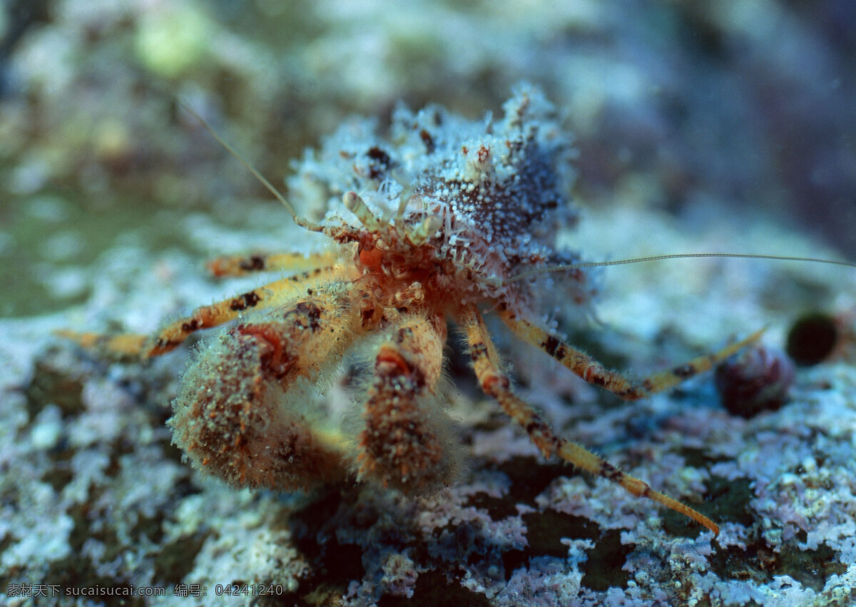 海洋生物 海底世界 海洋 礁石 生物世界 鱼 鱼类 珊蝴礁石 珊蝴 海底景色